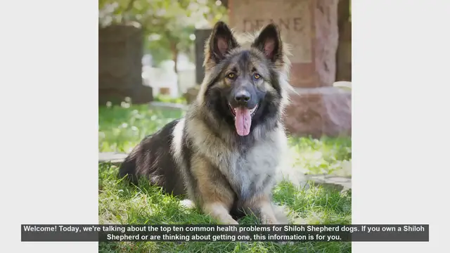 Video thumbnail for Top 10 Common Health Problems in Shiloh Shepherd Dogs