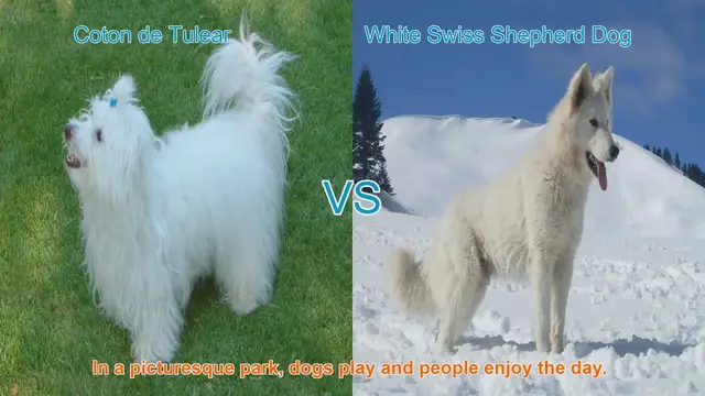 Video thumbnail for Comparing Coton de Tulear and White Swiss Shepherd Dog Breeds