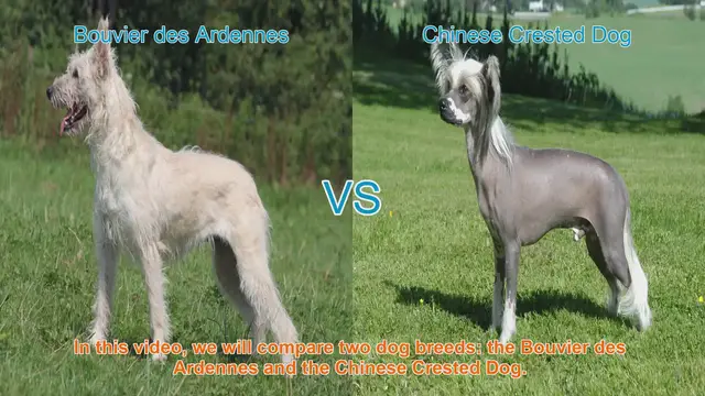 Video thumbnail for Comparing Bouvier des Ardennes and Chinese Crested Dog Breeds