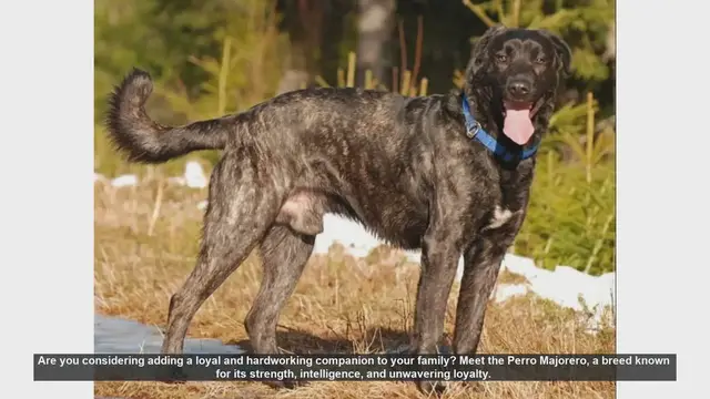 Video thumbnail for Meet the Perro Majorero: The Ultimate Loyal and Hardworking Companion