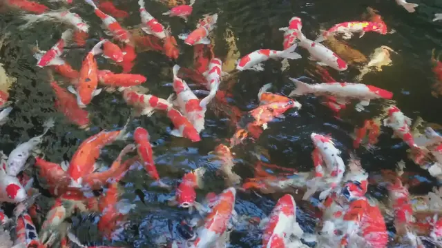 Video thumbnail for Can Koi Fish Survive in Chlorinated Water? Essential Facts for Pond Owners