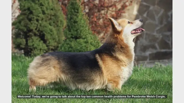 Video thumbnail for Top 10 Common Health Problems in Pembroke Welsh Corgis