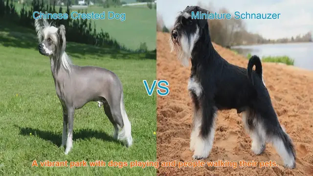 Video thumbnail for Chinese Crested Dog vs. Miniature Schnauzer: A Breed Comparison