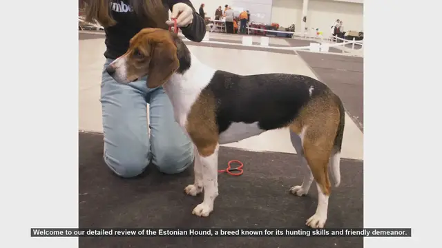Video thumbnail for Estonian Hound: The Ultimate Guide to a Versatile Hunting Companion