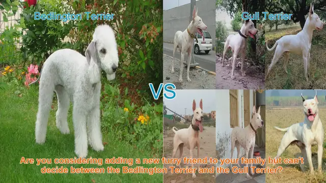 Video thumbnail for Bedlington Terrier vs. Gull Terrier: Choosing the Right Breed for Your Family