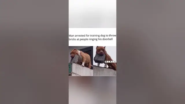 Video thumbnail for funny memes that will make you laugh #423 || legend memes || funny relatable memes 😃 #shorts