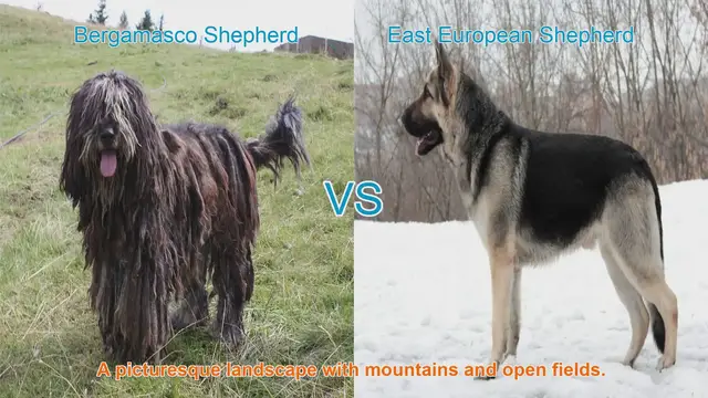 Video thumbnail for Exploring Bergamasco Shepherd and East European Shepherd: A Comparative Guide