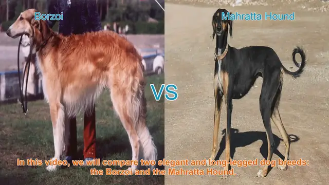 Video thumbnail for Borzoi vs. Mahratta Hound: A Comparison of Elegant Dog Breeds