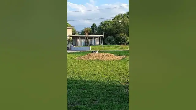 Video thumbnail for Local birds