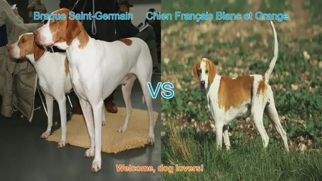 Video thumbnail for Dog Breed Comparison: Braque Saint-Germain vs. Chien Français Blanc et Orange