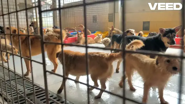 Video thumbnail for Adopt a Rescue Dog, Change Lives!