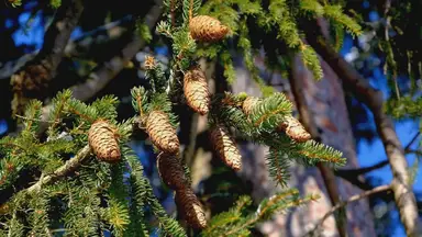 'Video thumbnail for Pine Cones: Nature's Diverse Seed Carriers'