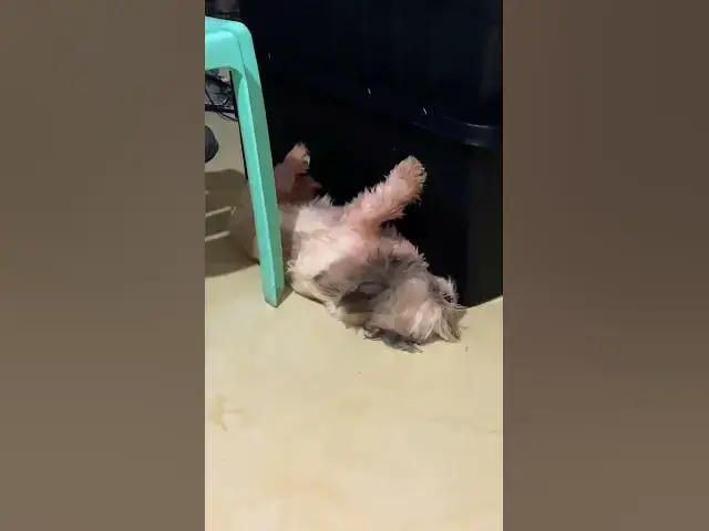 Video thumbnail for Best Award Of Sleeping Goes To Lala.