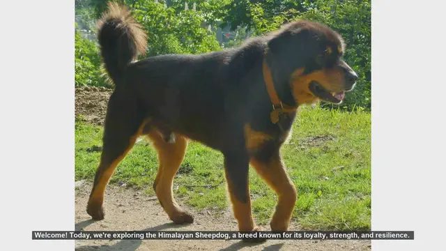 Video thumbnail for Top 10 Fascinating Facts About the Himalayan Sheepdog