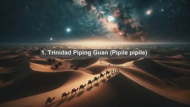 Video thumbnail for Exploring Trinidad and Tobago's Wildlife: Top 10 Endemic Fauna Species