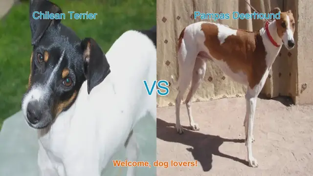 Video thumbnail for Chilean Terrier vs. Pampas Deerhound: A Comprehensive Breed Comparison
