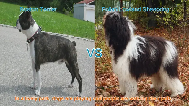 Video thumbnail for Boston Terrier vs. Polish Lowland Sheepdog: A Breed Comparison