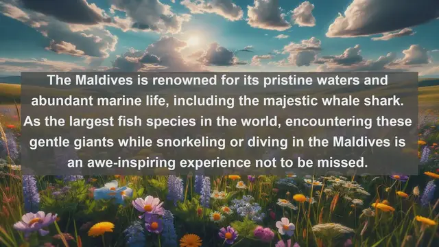 Video thumbnail for Unveiling the Enchanting Wildlife of the Maldives: Top 10 Native Animals in Paradise