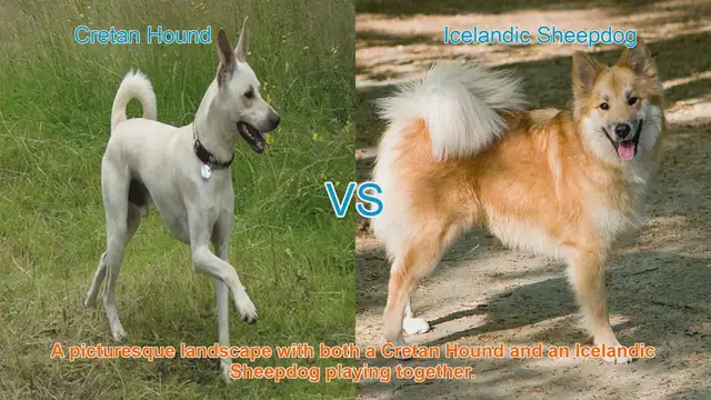Video thumbnail for Comparing Cretan Hound and Icelandic Sheepdog: Origins, Characteristics, and Temperaments