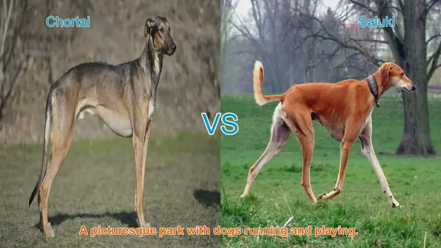 Video thumbnail for Chortai vs. Saluki: A Comparison of Two Elegant Long-Leg Dog Breeds