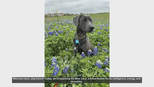 Video thumbnail for Discover the Blue Lacy: The Ultimate Working Dog