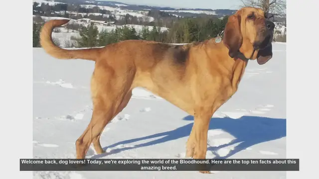 Video thumbnail for Top 10 Fascinating Facts About Bloodhounds