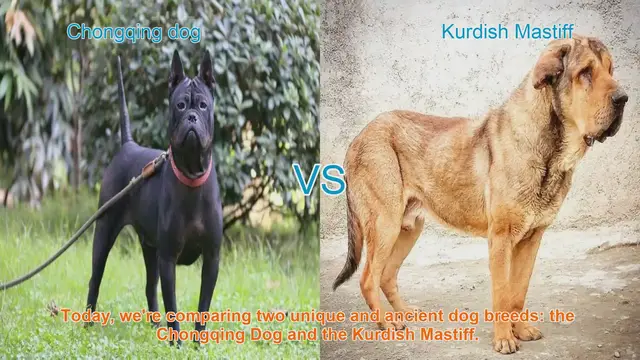 Video thumbnail for Chongqing Dog vs. Kurdish Mastiff: A Comparison of Ancient Breeds