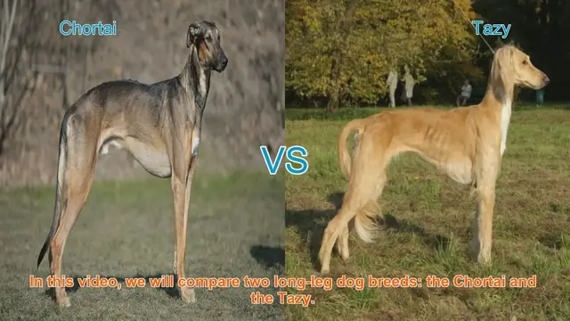 Video thumbnail for Chortai vs. Tazy: A Comparison of Long-Leg Dog Breeds