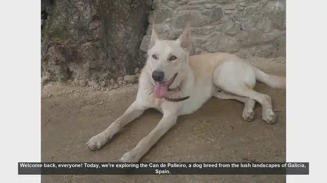 Video thumbnail for Can de Palleiro: Pros and Cons of This Unique Spanish Breed