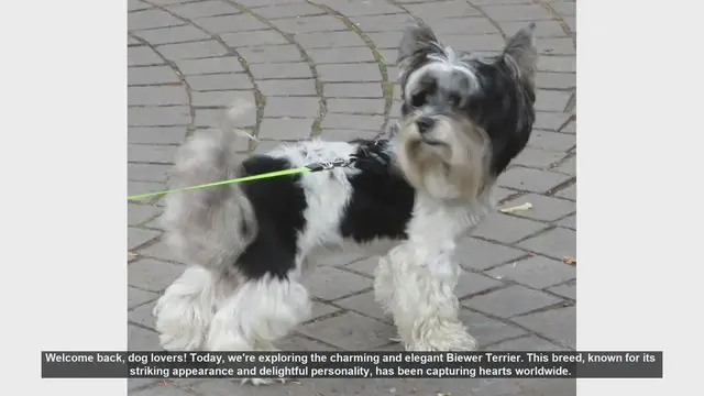 Video thumbnail for Biewer Terrier: Pros and Cons of This Charming Breed