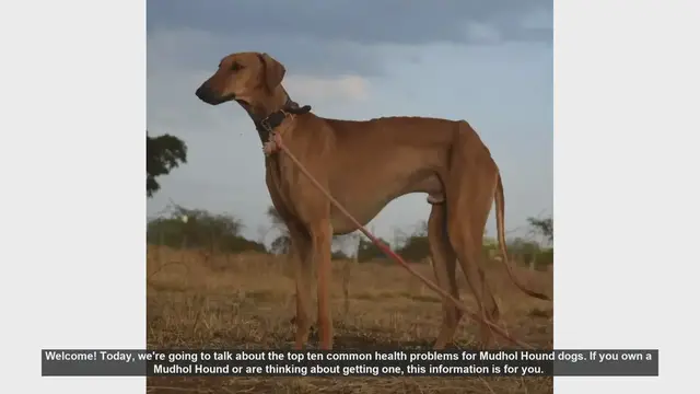 Video thumbnail for Top 10 Common Health Problems in Mudhol Hound Dogs