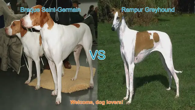 Video thumbnail for Braque Saint-Germain vs. Rampur Greyhound: A Comprehensive Breed Comparison
