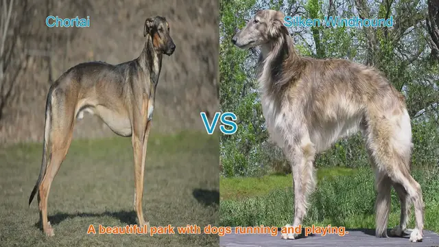 Video thumbnail for Chortai vs. Silken Windhound: A Comparison of Long-Leg Dog Breeds