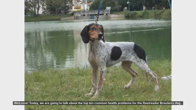 Video thumbnail for Top 10 Common Health Problems in Rastreador Brasileiro Dogs
