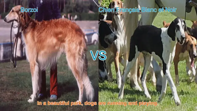 Video thumbnail for Exploring the Borzoi and Chien Français Blanc et Noir: A Comparative Guide