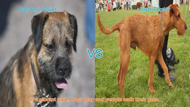 Video thumbnail for Border Terrier vs. Irish Terrier: A Comparison of Beloved Dog Breeds