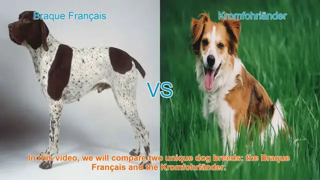 Video thumbnail for Braque Français vs. Kromfohrländer: A Comprehensive Comparison