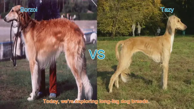 Video thumbnail for Borzoi vs. Tazy: A Comparison of Elegant Long-Leg Dog Breeds