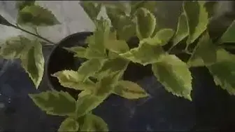 'Video thumbnail for How to Grow and Care for Duranta Plant (Golden Dewdrops)'