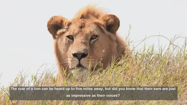 Video thumbnail for 10 Surprising Facts About Lions' Incredible Hearing Abilities
