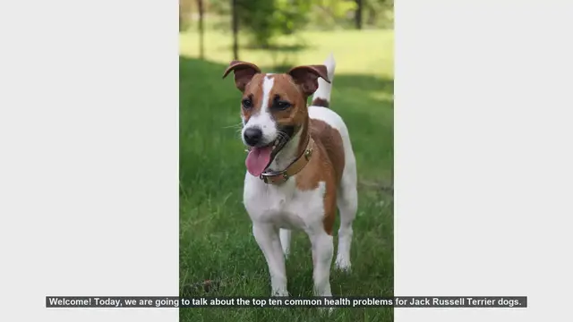 Video thumbnail for Top 10 Common Health Problems in Jack Russell Terriers