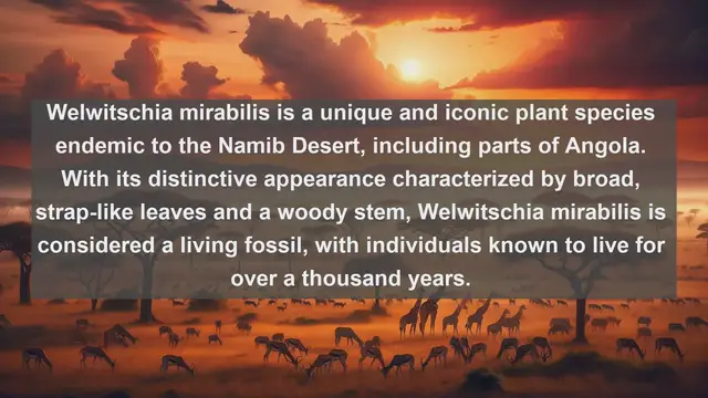 Video thumbnail for Discover Angola's Natural Treasures: Top 10 Native Flora Species