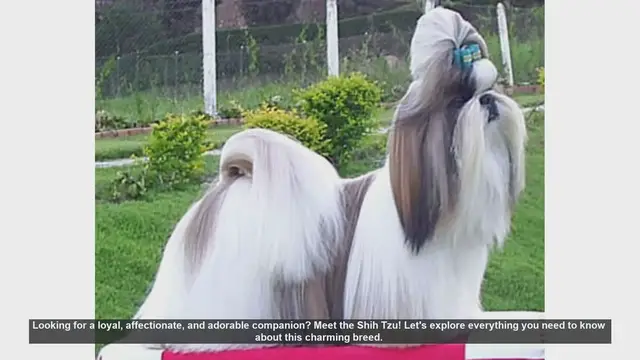 Video thumbnail for Meet the Shih Tzu: The Ultimate Guide to This Adorable Breed