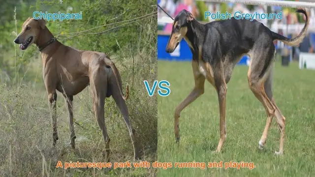Video thumbnail for Chippiparai vs. Polish Greyhound: A Comparison of Elegant Long-Leg Dog Breeds