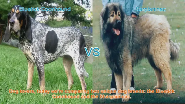 Video thumbnail for Comparing Bluetick Coonhound and Sharplaninac: Origins, Appearance, Temperament, and More!