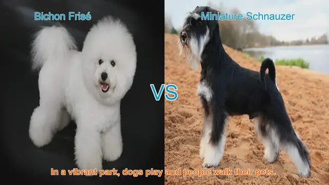 Video thumbnail for Bichon Frisé vs. Miniature Schnauzer: A Comparison of Beloved Dog Breeds