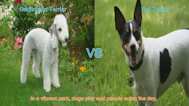Video thumbnail for Bedlington Terrier vs. Rat Terrier: A Breed Comparison