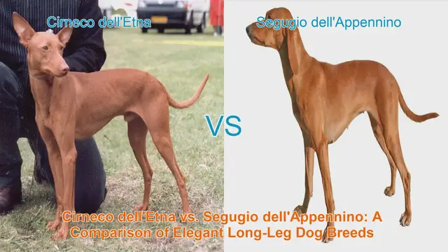 Video thumbnail for Cirneco dell'Etna vs. Segugio dell'Appennino: A Comparison of Elegant Long-Leg Dog Breeds