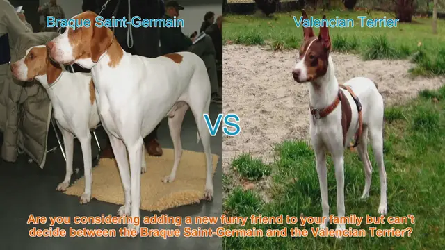 Video thumbnail for Braque Saint-Germain vs. Valencian Terrier: Choosing the Right Dog Breed for Your Family