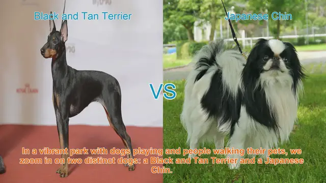 Video thumbnail for Black and Tan Terrier vs. Japanese Chin: A Breed Comparison